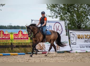 Welsh-D, Wallach, 8 Jahre, 148 cm