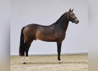 Welsh-D, Wallach, 8 Jahre, 148 cm