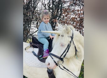 Welsh-D, Wallach, 8 Jahre, 152 cm, Perlino