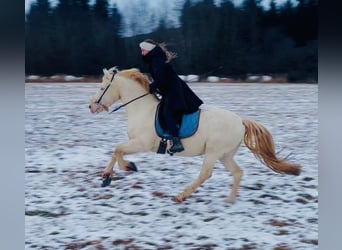 Welsh-D, Wallach, 8 Jahre, 152 cm, Perlino