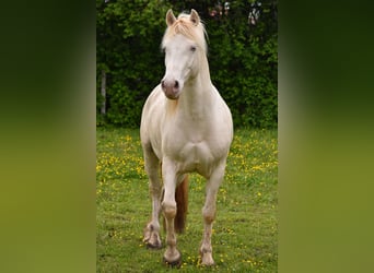 Welsh-D, Wallach, 8 Jahre, 152 cm, Perlino