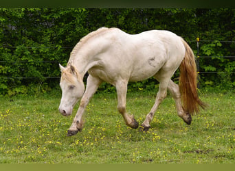 Welsh-D, Wallach, 8 Jahre, 152 cm, Perlino
