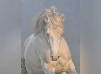 Welsh-D, Wallach, 8 Jahre, 152 cm, Perlino