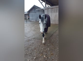 Welsh-D Mix, Wallach, 8 Jahre, 155 cm