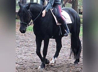 Welsh-D, Wallach, 8 Jahre, 155 cm, Schwarzbrauner