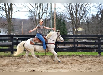 Welsh-D, Wallach, 9 Jahre, 137 cm, Rotfuchs