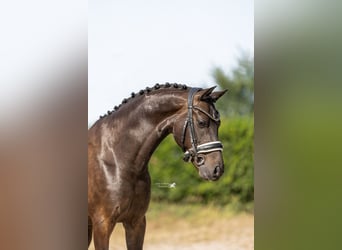 Welsh-D, Wallach, 9 Jahre, 143 cm, Dunkelbrauner