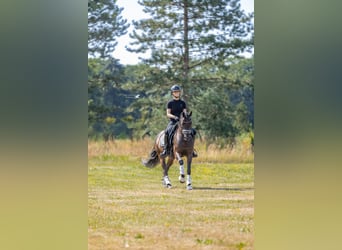 Welsh-D, Wallach, 9 Jahre, 143 cm, Dunkelbrauner