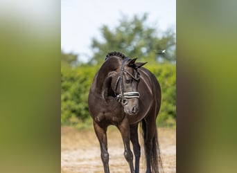 Welsh-D, Wallach, 9 Jahre, 143 cm, Dunkelbrauner