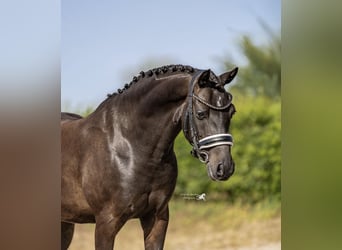 Welsh-D, Wallach, 9 Jahre, 143 cm, Dunkelbrauner