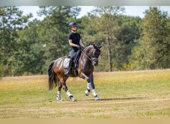 Welsh-D, Wallach, 9 Jahre, 143 cm, Dunkelbrauner