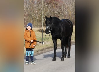 Welsh-D, Wallach, 9 Jahre, 147 cm, Rappe