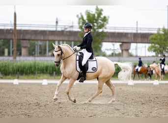 Welsh-D, Wallach, 9 Jahre, 148 cm, Palomino