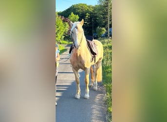 Welsh-D, Wallach, 9 Jahre, 150 cm, Palomino