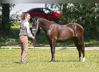 Welsh PB (delras), Hingst, 1 år, 135 cm, Svart