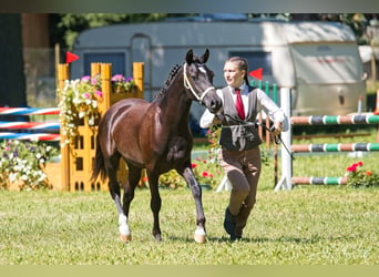 Welsh PB (delras), Hingst, 1 år, 135 cm, Svart