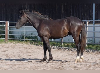 Welsh PB (delras), Hingst, 1 år, 135 cm, Svart