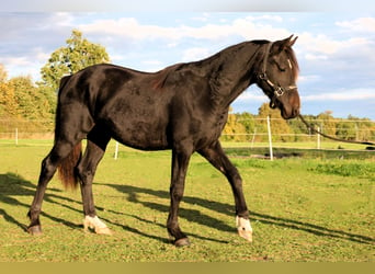 Welsh PB (delras), Hingst, 2 år, 153 cm, Rökfärgad svart