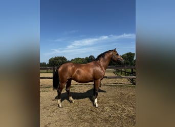 Welsh PB (delras), Hingst, 2 år, Mörkbrun