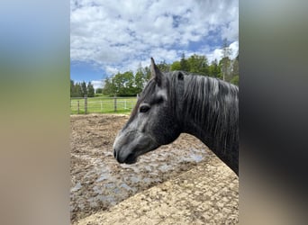 Welsh PB (delras) Blandning, Hingst, 3 år, 162 cm, Grå-mörk-brun