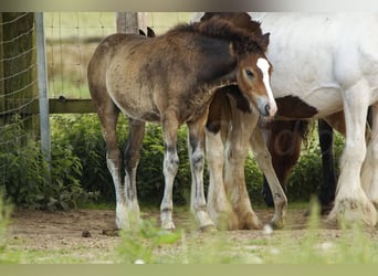 Welsh PB (delras), Hingst, Föl (05/2024), 150 cm, Rökfärgad svart