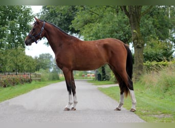 Welsh PB (delras), Sto, 2 år, 147 cm, Mörkbrun