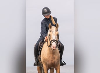 Welsh PB (delras), Sto, 4 år, 145 cm, Palomino