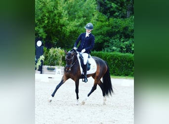 Welsh PB (delras), Sto, 5 år, 146 cm, Mörkbrun