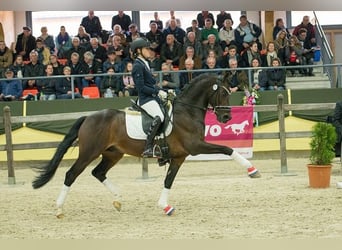 Welsh PB (delras), Sto, 5 år, 146 cm, Mörkbrun