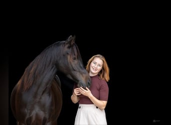 Welsh PB (delras), Sto, 7 år, 150 cm, Mörkbrun