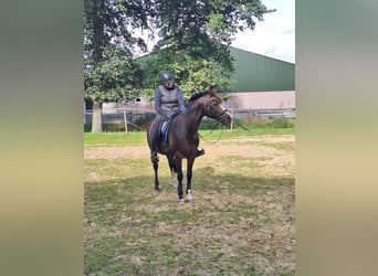 Welsh PB (delras), Valack, 17 år, 154 cm, Brun