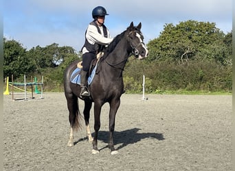 Welsh PB (delras), Valack, 3 år, 155 cm, Mörkbrun