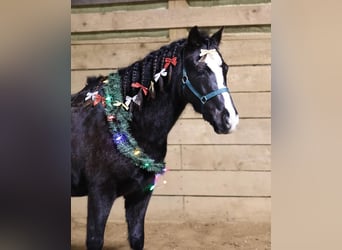 Welsh PB (delras) Blandning, Valack, 7 år, 137 cm, Svart