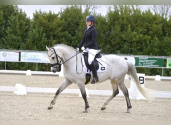 Welsh PB (Partbred), Gelding, 14 years, 15 hh, Gray