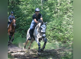 Welsh PB (Partbred), Gelding, 14 years, 15 hh, Gray