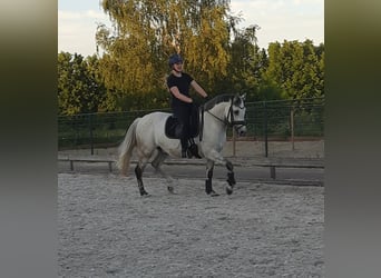 Welsh-PB, Wallach, 14 Jahre, 15 hh, Schimmel