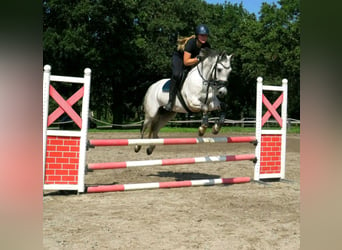 Welsh-PB, Wallach, 14 Jahre, 15 hh, Schimmel