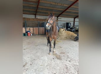 Welsh PB (Partbred), Gelding, 17 years, 15 hh, Brown