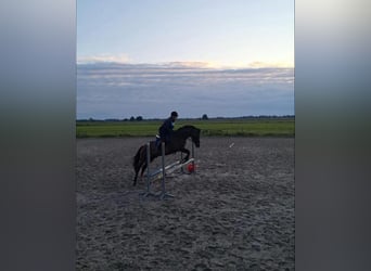 Welsh-PB, Wallach, 17 Jahre, 15 hh, Brauner