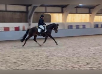 Welsh-PB, Wallach, 17 Jahre, 15 hh, Brauner