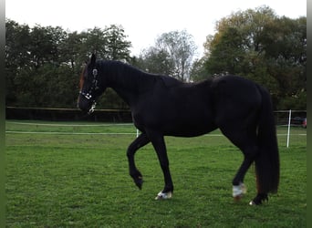 Welsh-PB, Wallach, 2 Jahre, 15,1 hh, Dunkelbrauner