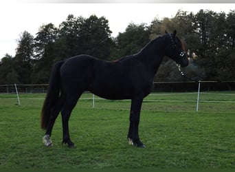 Welsh-PB, Wallach, 2 Jahre, 15,1 hh, Dunkelbrauner