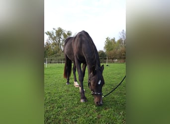 Welsh-PB, Wallach, 2 Jahre, 15,1 hh, Dunkelbrauner