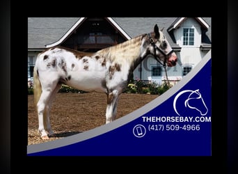 Welsh PB (Partbred), Gelding, 2 years, Tobiano-all-colors