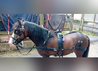 Welsh PB (Partbred), Gelding, 3 years, 12 hh, Bay-Dark