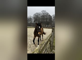 Welsh PB (Partbred), Gelding, 3 years, 14,1 hh, Dun