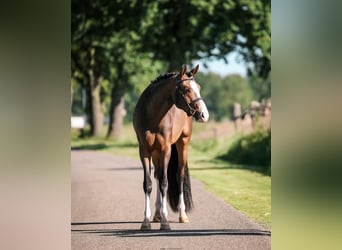 Welsh PB (Partbred), Gelding, 3 years, 14.2 hh, Bay-Dark