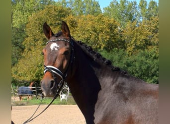 Welsh-PB, Wallach, 3 Jahre, 14 hh, Rotbrauner