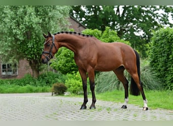 Welsh PB (Partbred), Gelding, 5 years, Bay-Dark