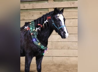 Welsh PB (Partbred) Mix, Gelding, 6 years, 13.2 hh, Black